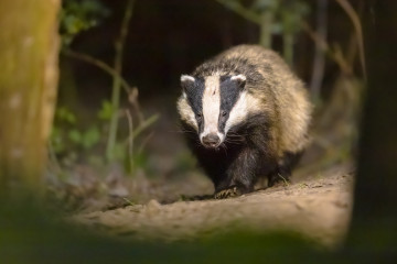 Natuurinclusieve gebiedsontwikkeling