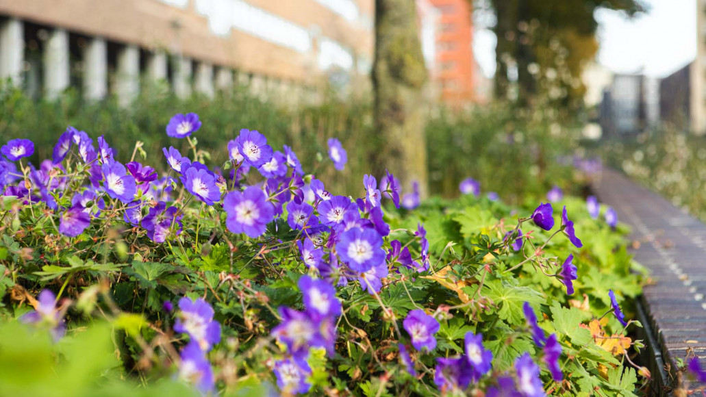 Het Koggepark Zwolle