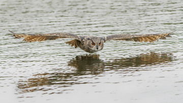 Natuurinclusief bouwen