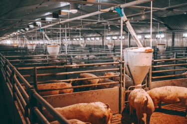 Het inzicht in de effecten van geurbelasting