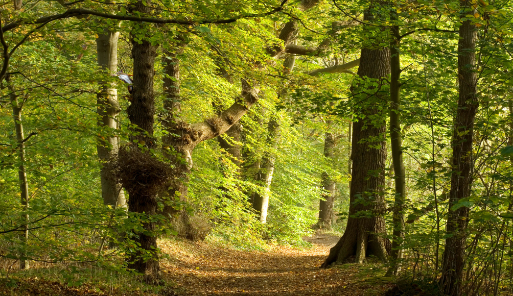 Onderzoek in Landgoed Alvershool