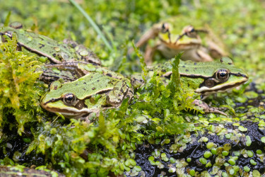 Natuurinclusief: de groene (r)evolutie van gebiedsontwikkeling
