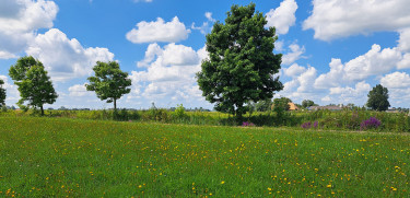Bodemgezondheid