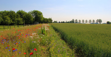 Ecologie en biodiversiteit: werken mét de natuur