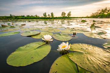 ecologie wetgeving beleid