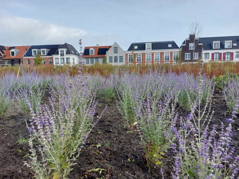 Antea Group realiseert biodiverse stadsparken in Weespersluis
