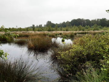 Grondwatermodel Natura 2000-gebied Haaksbergerveen