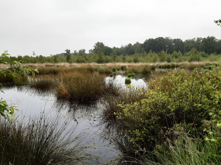 Grondwatermodel Natura 2000-gebied Haaksbergerveen