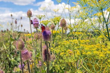 Natuurinclusief: de groene (r)evolutie van gebiedsontwikkeling