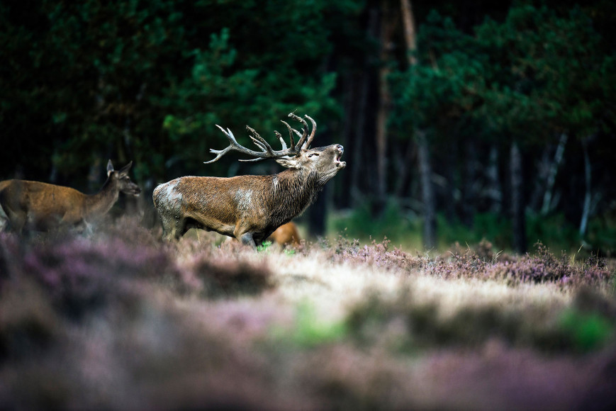 Het Nationale Park De Hoge Veluwe