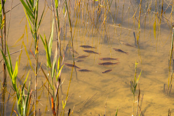 Natuurinclusieve gebiedsontwikkeling