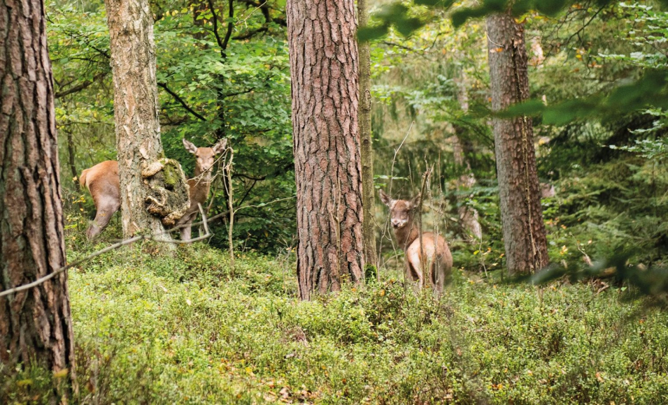 Rustiek wonen in het hart van Drenthe
