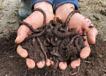 Vitale bodem biodiversiteit