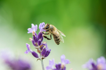 Biodiversiteit